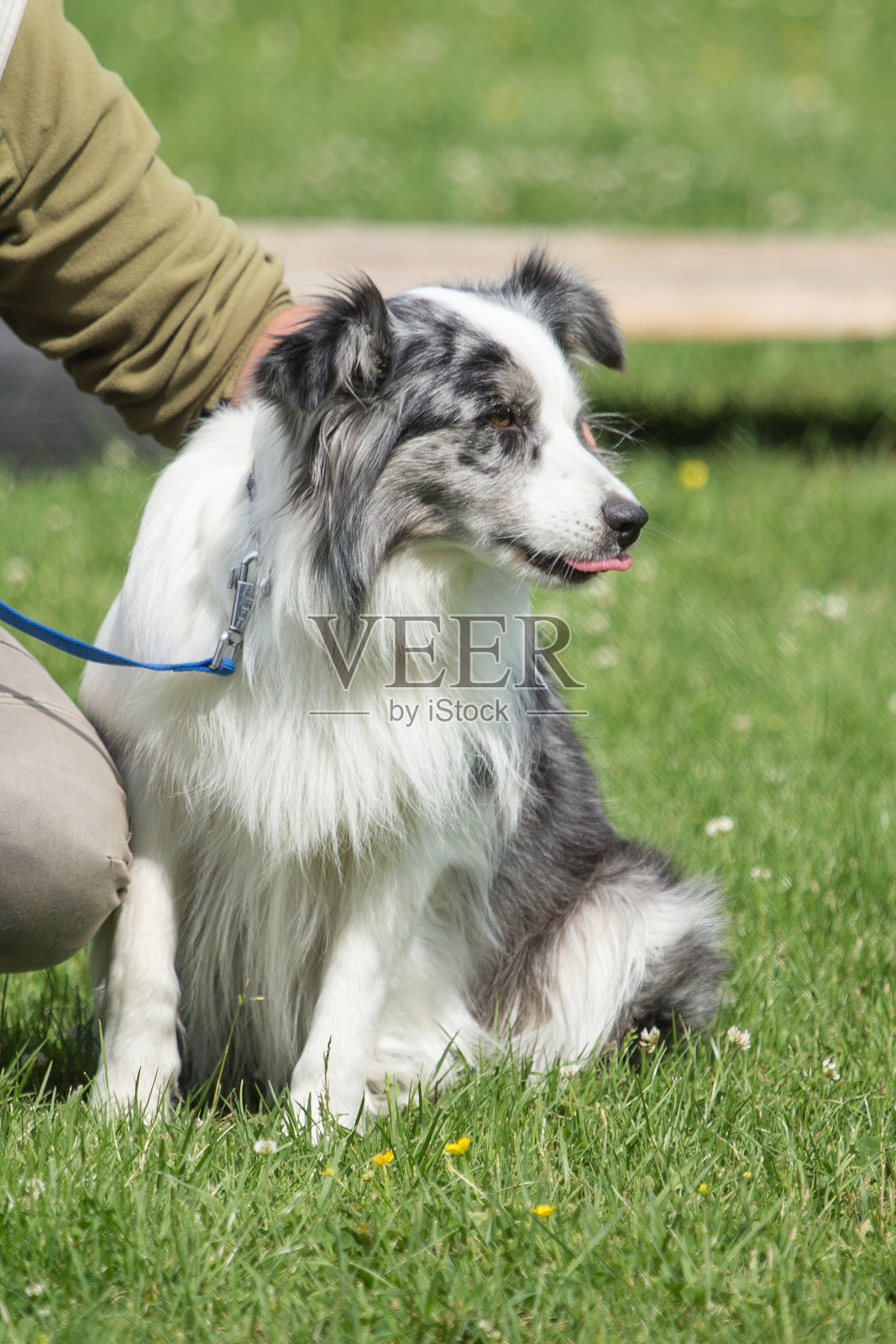 边境牧羊犬照片摄影图片