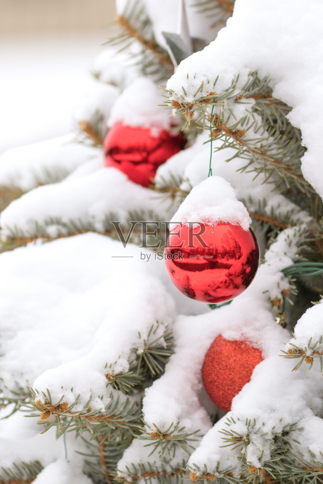 白雪覆盖的常青树上色彩鲜艳的圣诞装饰品照片摄影图片