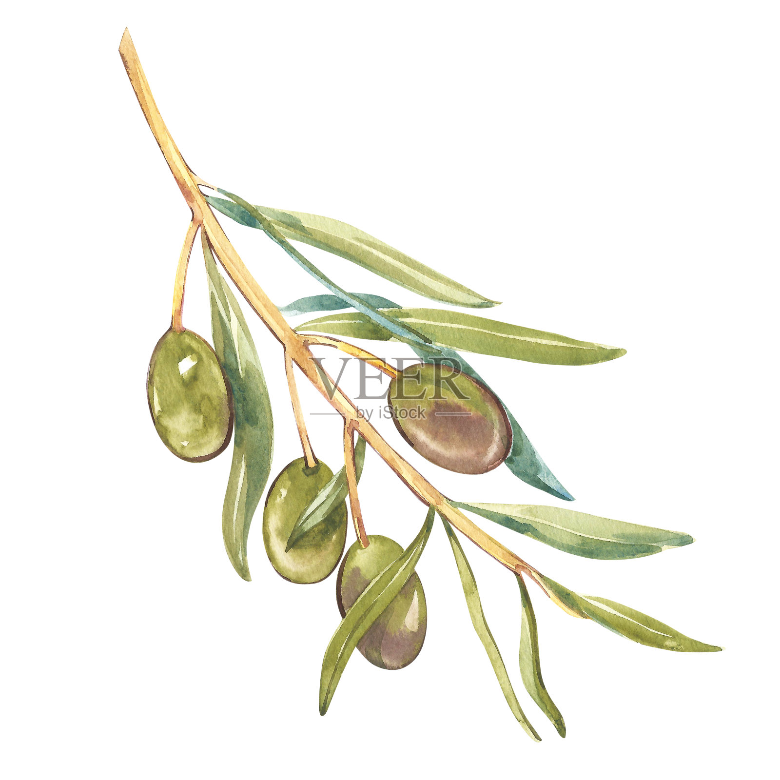 水彩写实黑绿橄榄枝插画图片素材