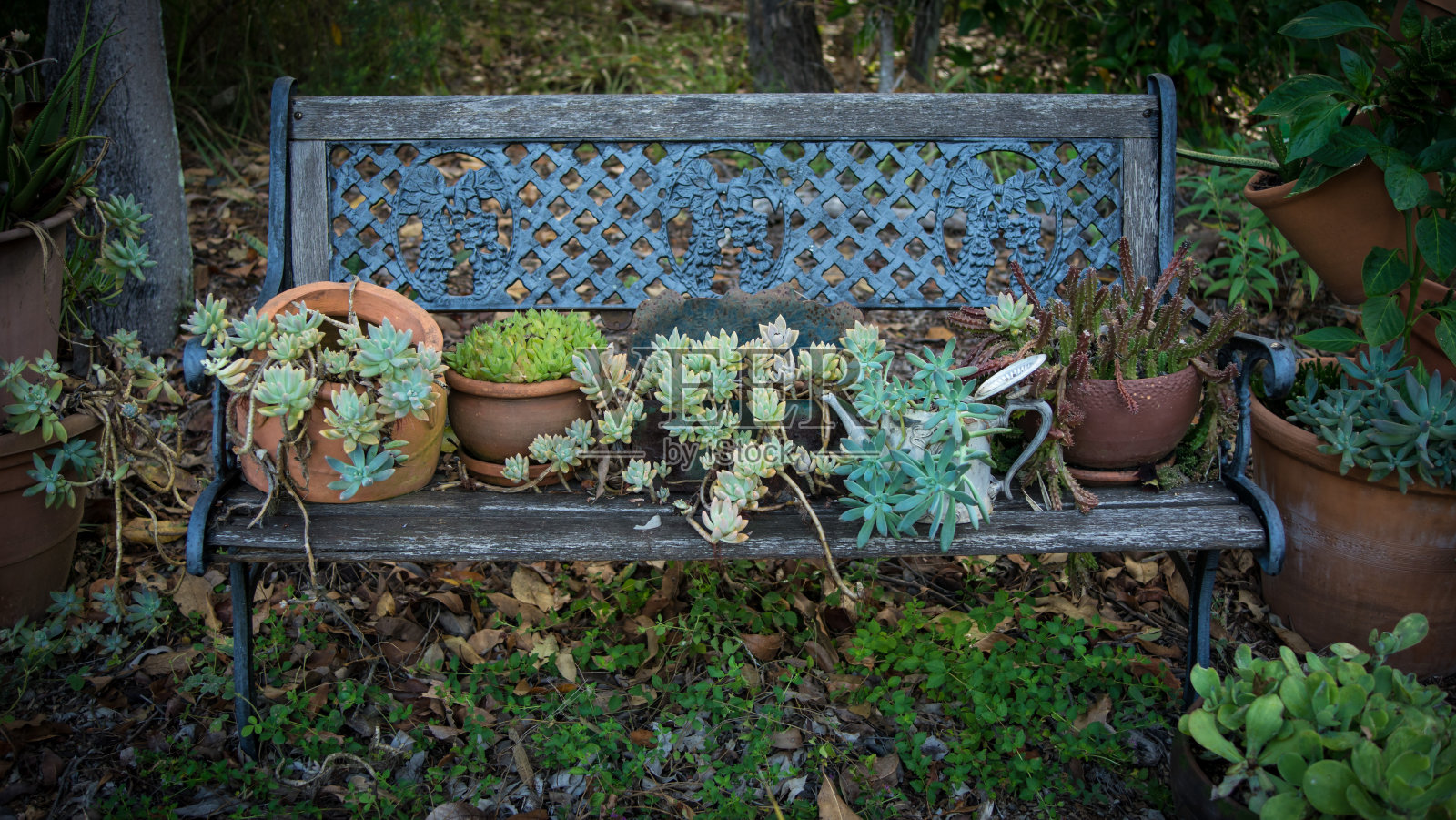 植物在锅照片摄影图片