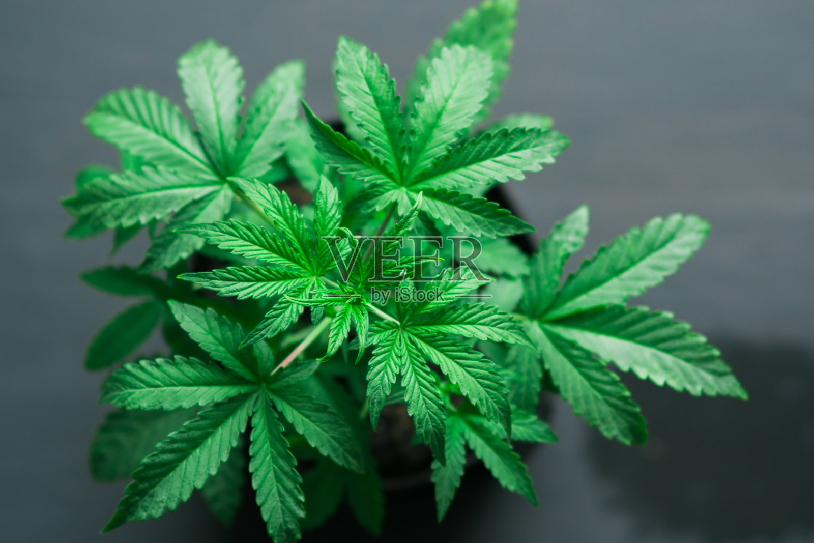 一个年轻美丽的大麻植物药用大麻在一个黑色的木头背景与一个地方近距离照片摄影图片