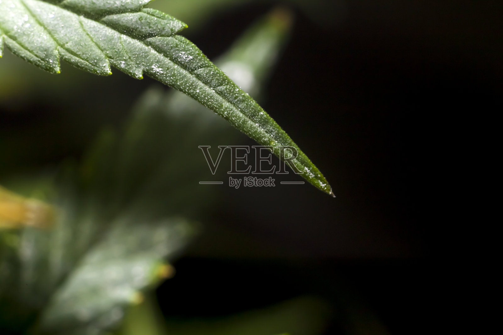 麻照片摄影图片