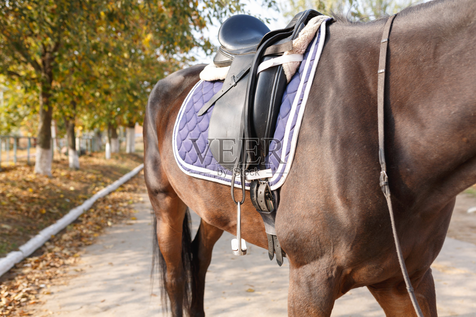 棕色马的躯干,有固定的马鞍。在户外。照片摄影图片