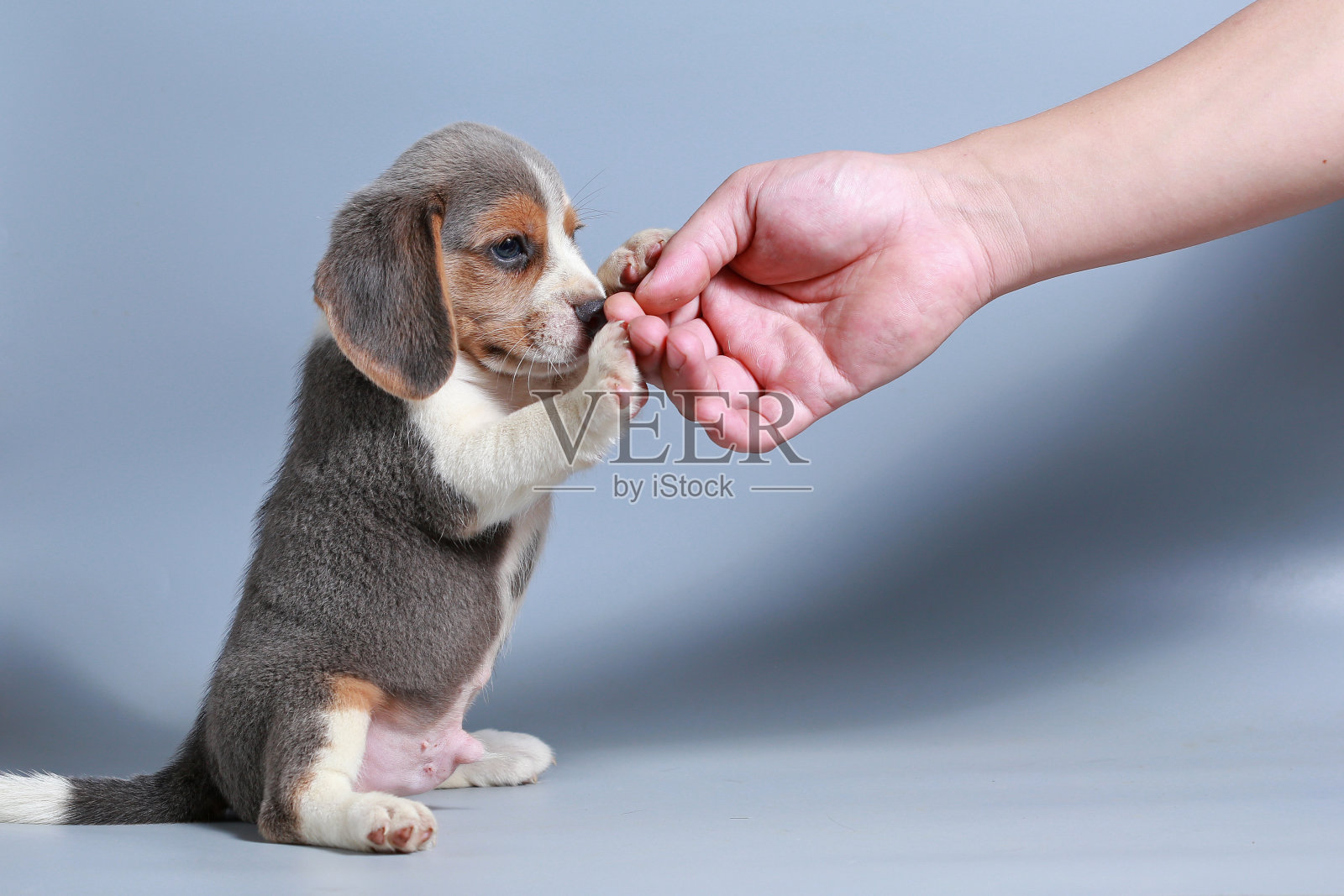 1个月纯种比格犬在灰色屏幕上照片摄影图片