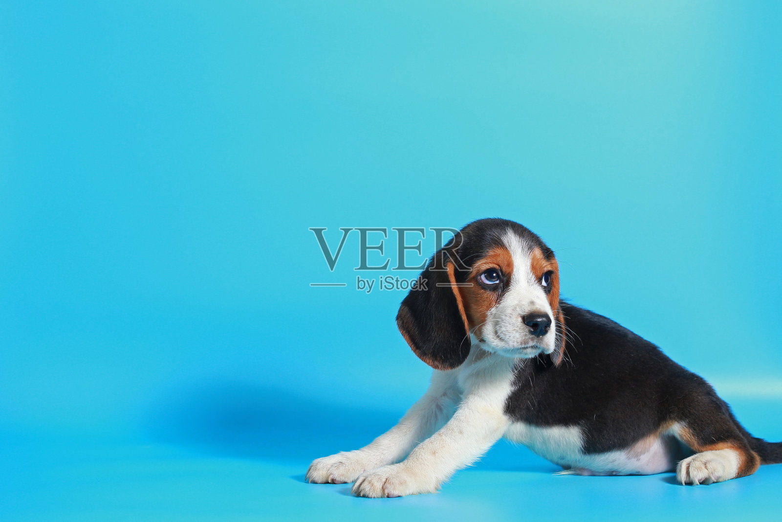 纯种小猎犬幼犬在浅蓝色屏幕上照片摄影图片