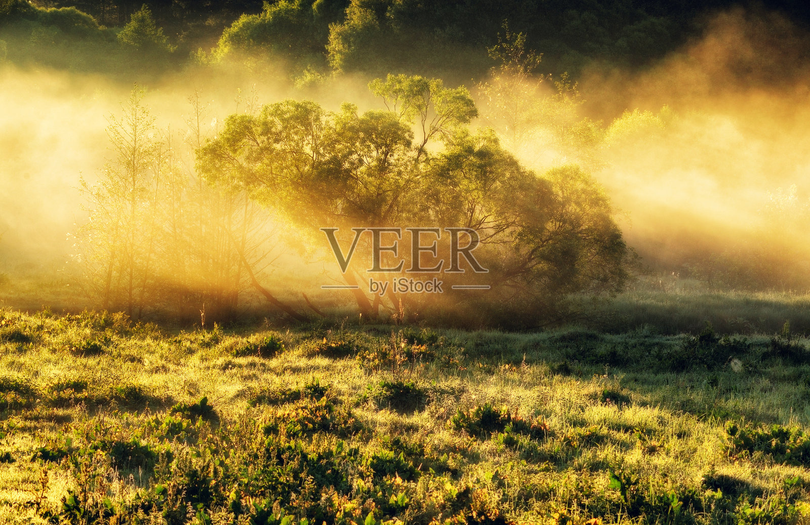 河。春天的早晨,如画的江边,金色的光线在雾中照片摄影图片