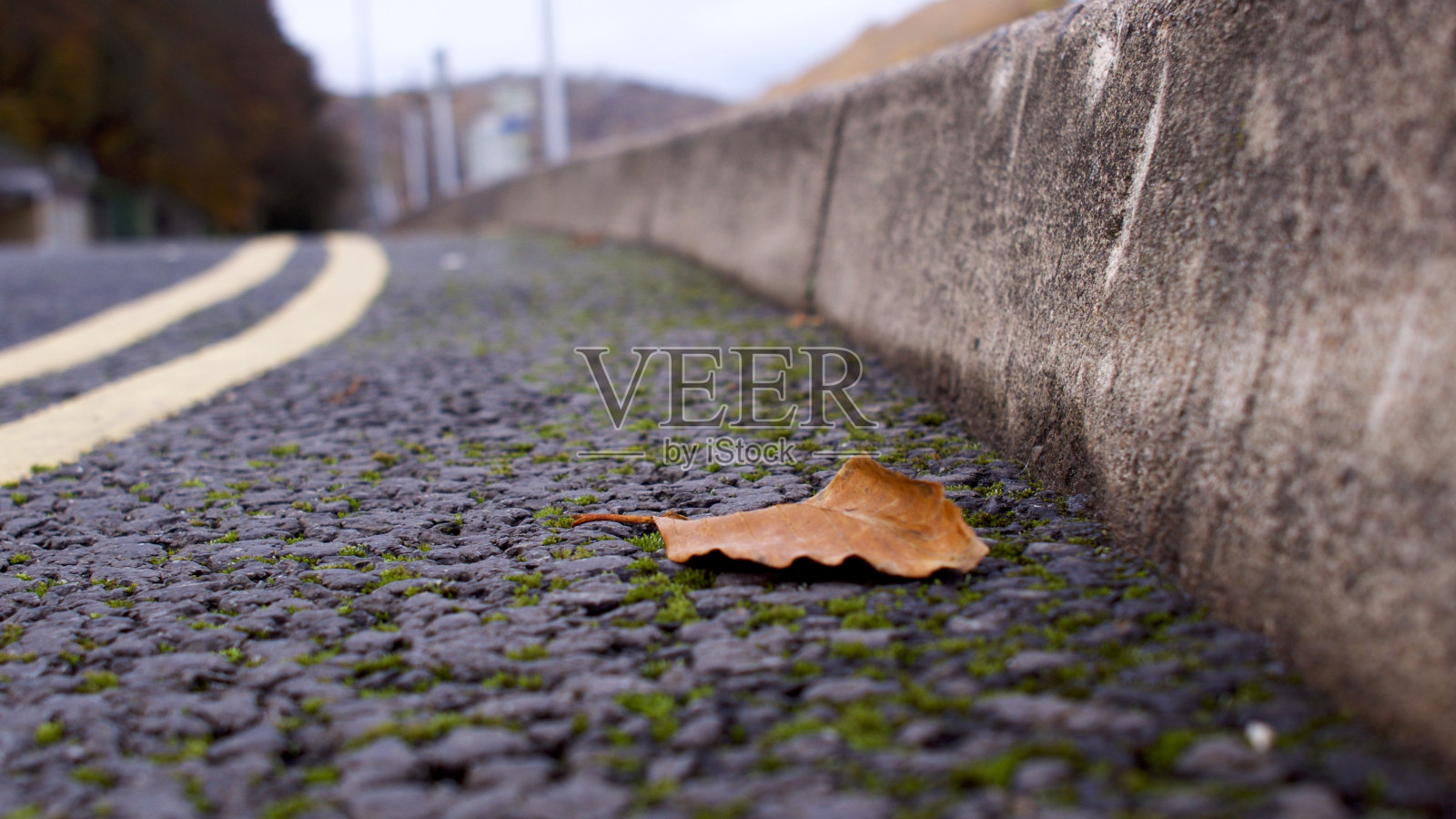 秋天的叶子照片摄影图片