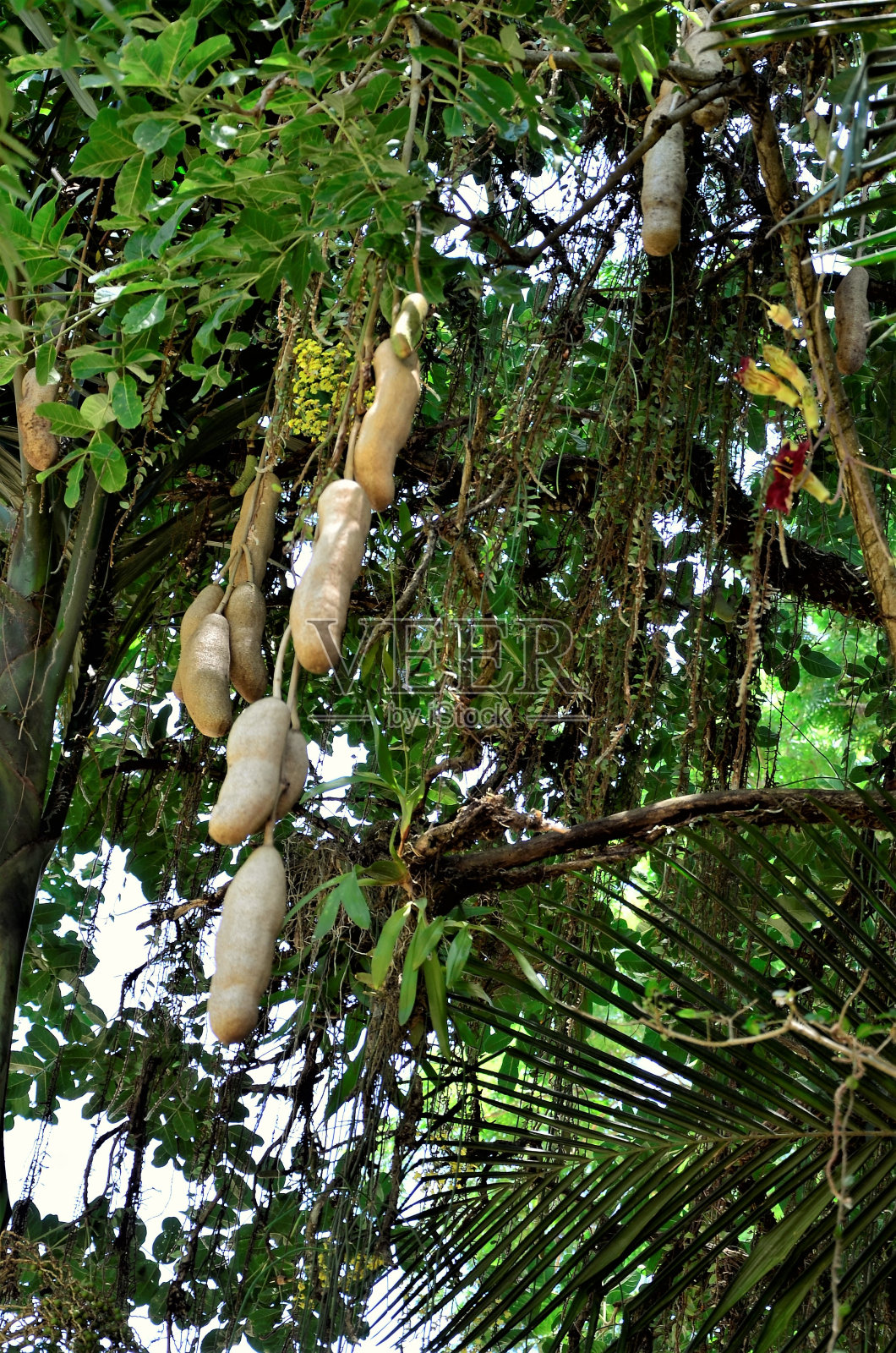 长出的香肠照片摄影图片