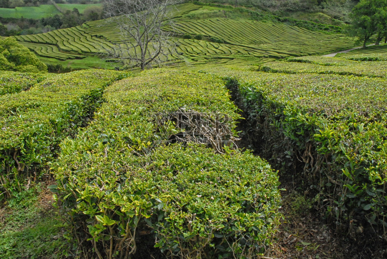 圣米格尔的茶园照片摄影图片