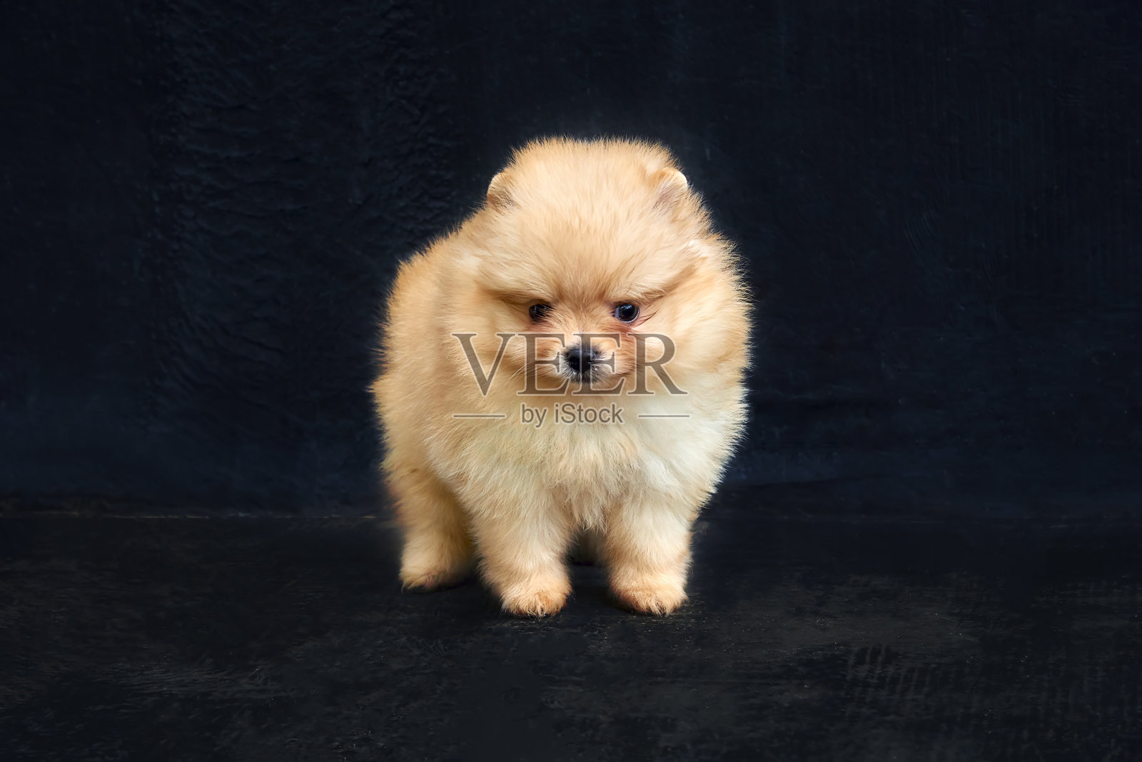 橙色的博美犬狗停留在黑色的背景照片摄影图片