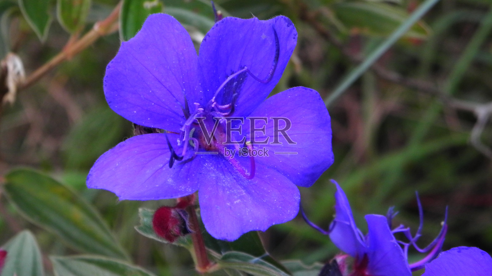 春天的花照片摄影图片