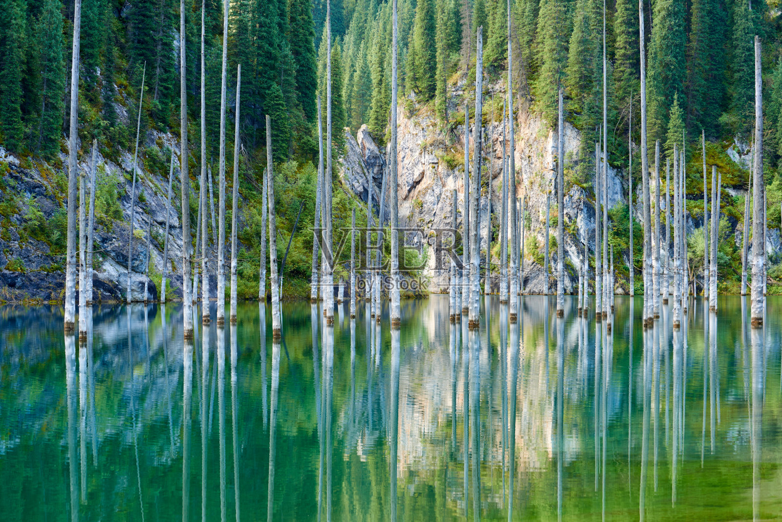 淹没在湖中的史伦克云杉干枯的树干从湖底露出水面。凯迪湖的沉没森林。照片摄影图片