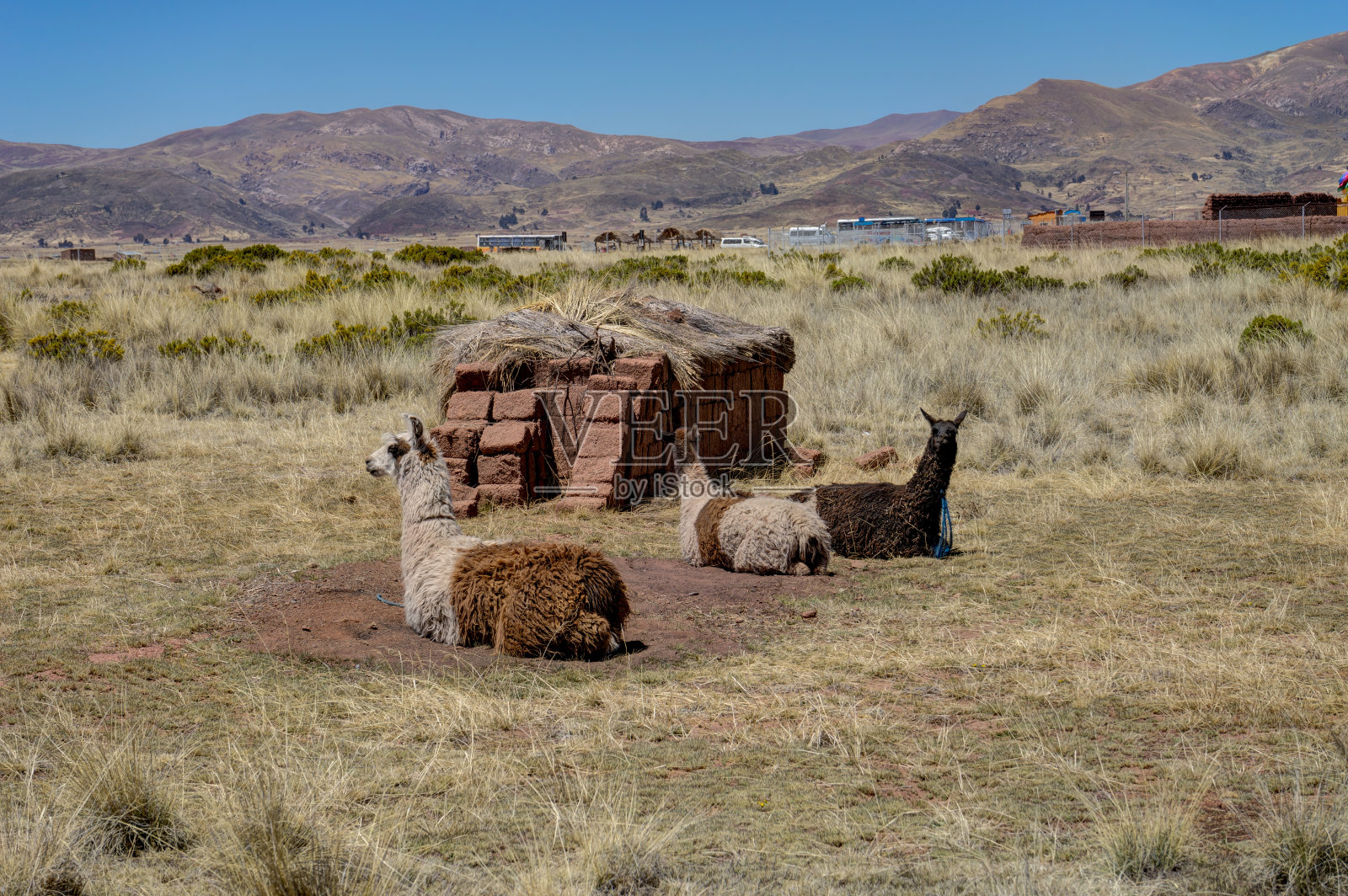 玻利维亚蒂瓦纳库的羊驼照片摄影图片