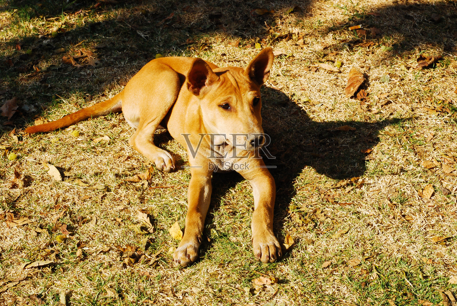 狗照片摄影图片