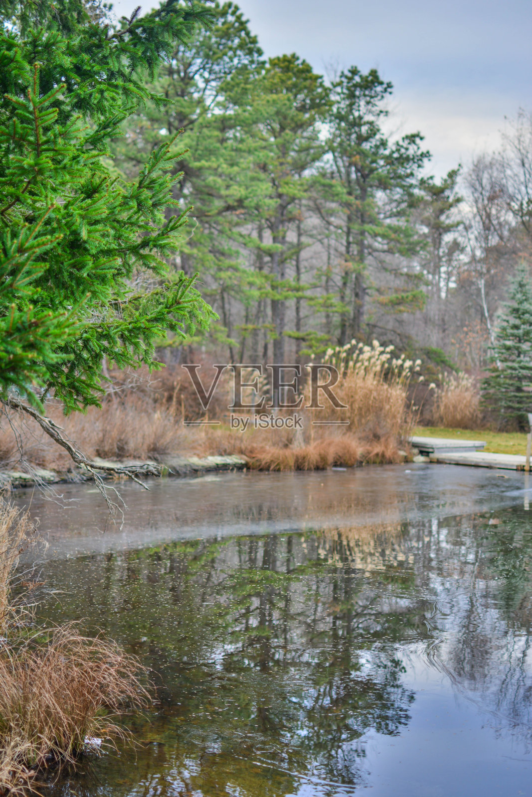 树倒映在湖面上照片摄影图片