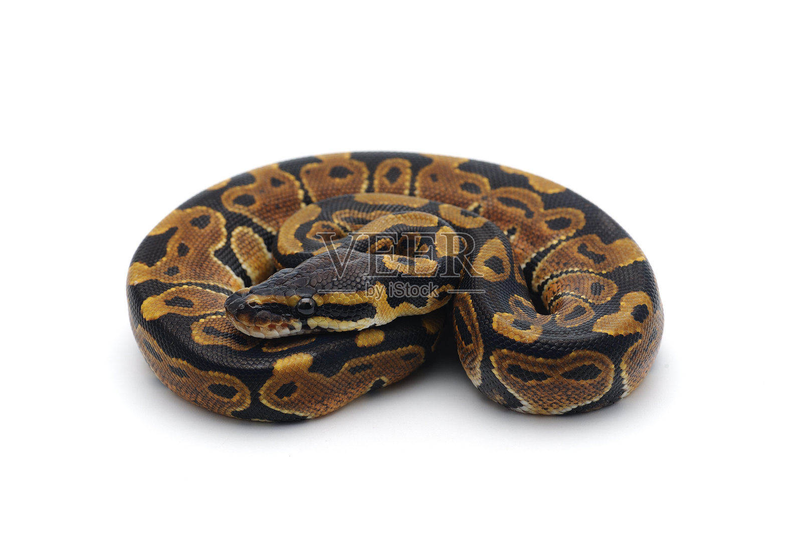 球蟒孤立在白色背景照片摄影图片