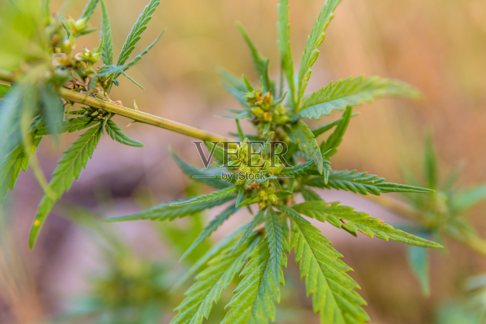 夏天大麻植物的特写照片摄影图片