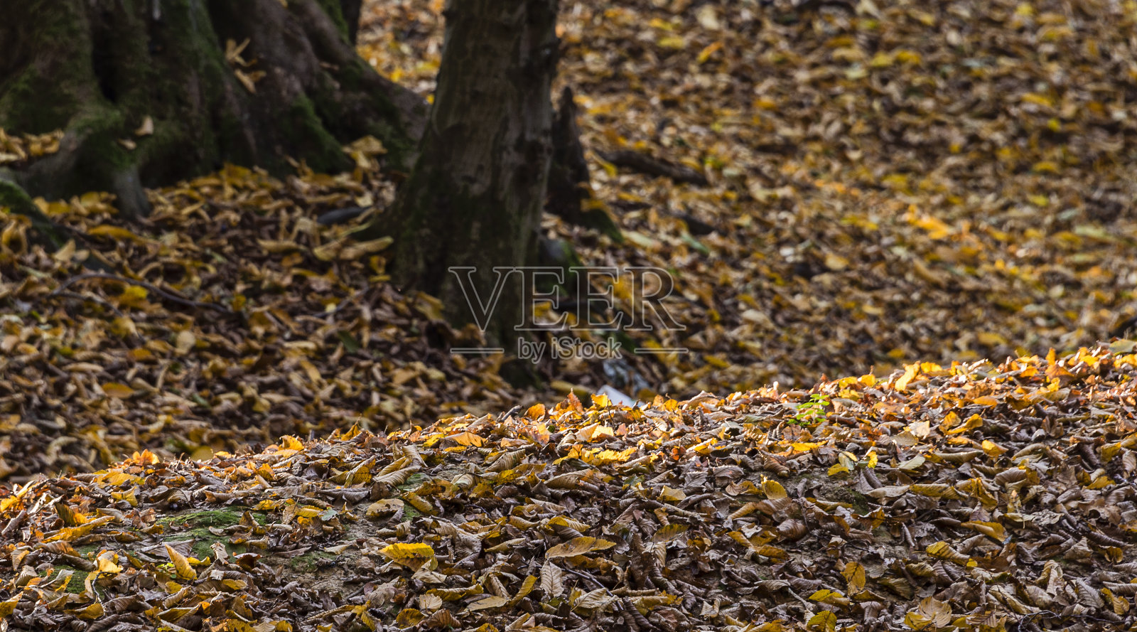 林地秋天的风景照片摄影图片