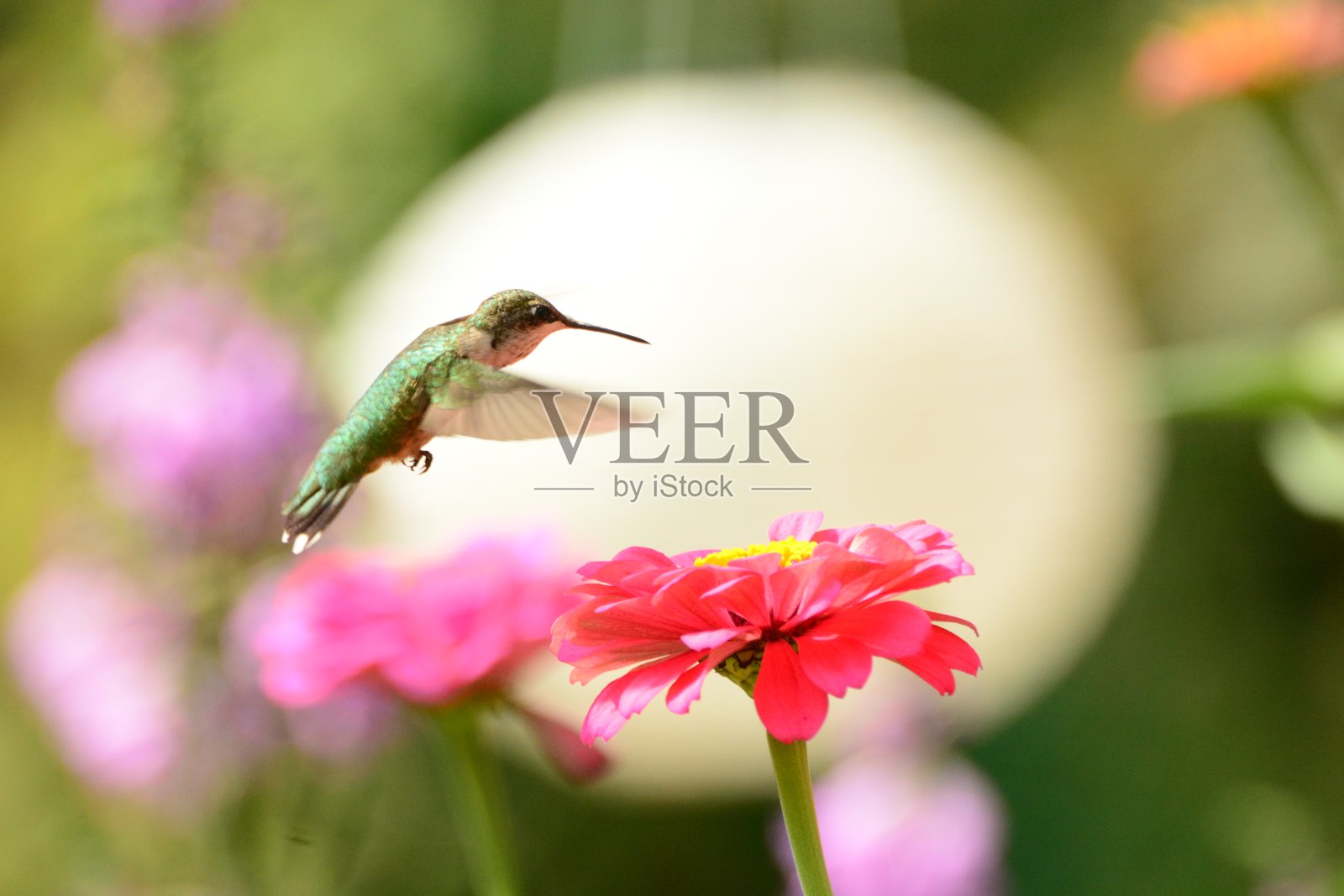 雌性红喉蜂鸟正在吃粉红色的天竺葵。照片摄影图片