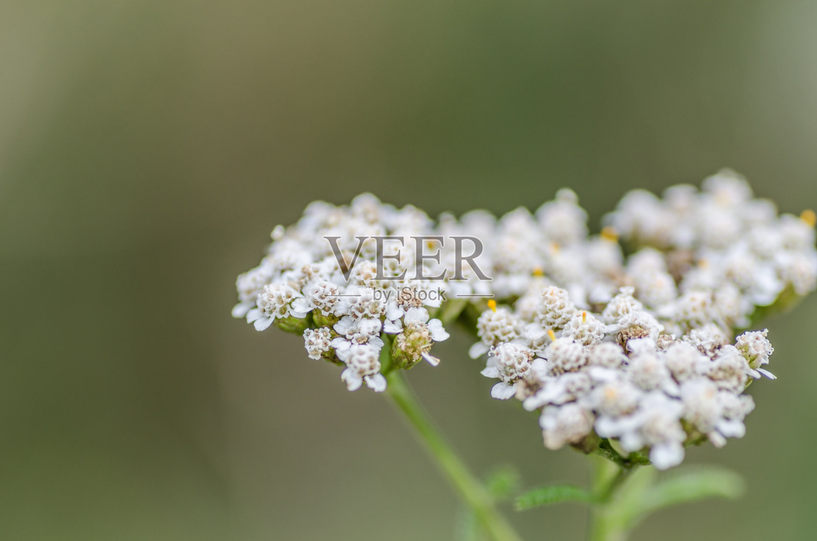 亚罗在夏天照片摄影图片