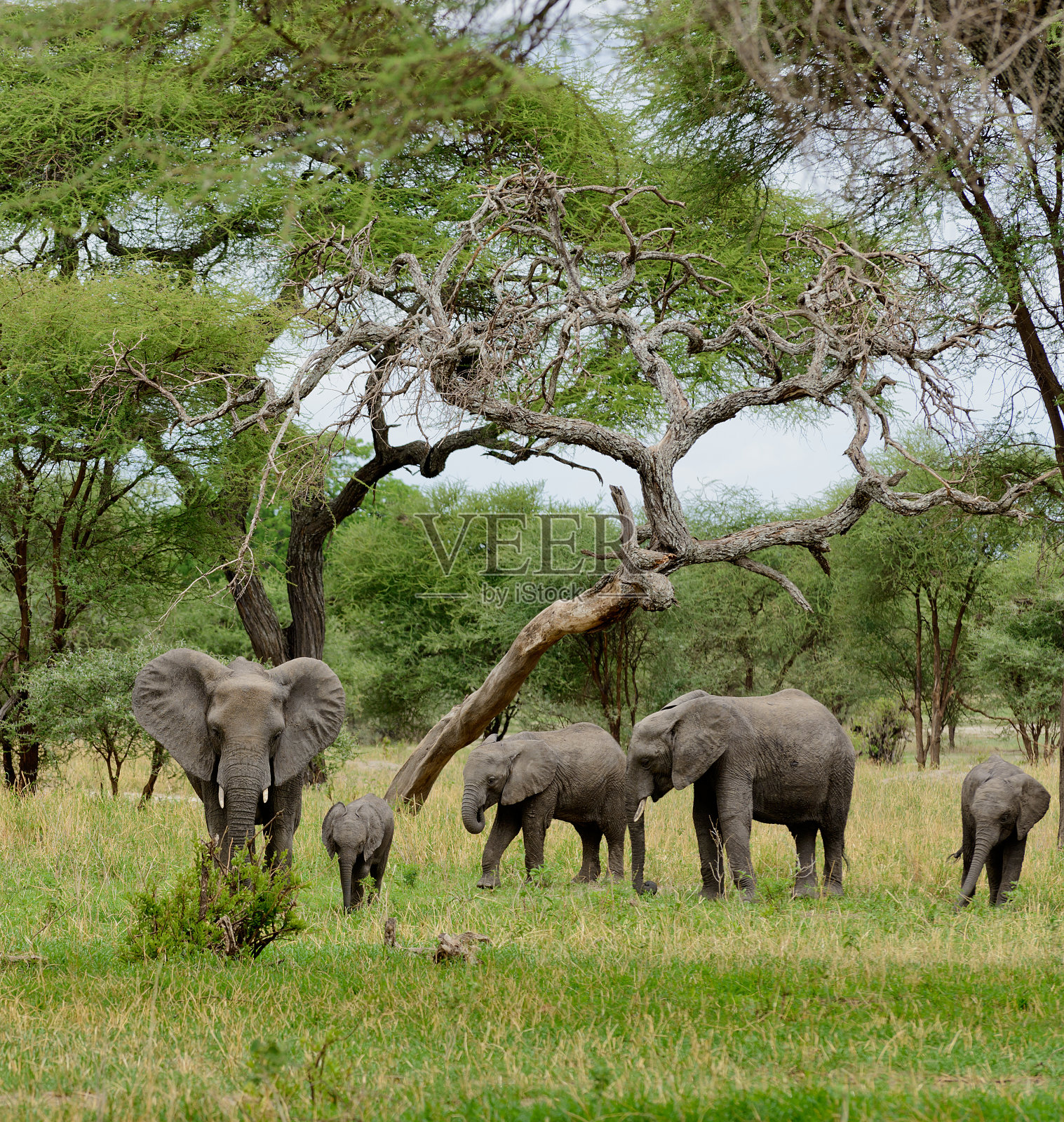 非洲象照片摄影图片