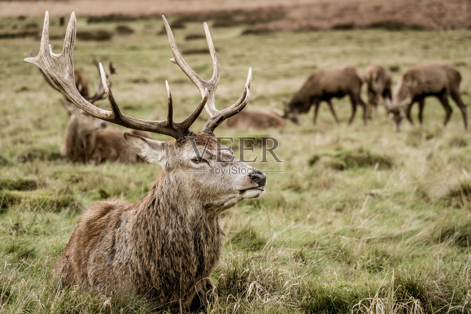 里士满公园伦敦照片摄影图片