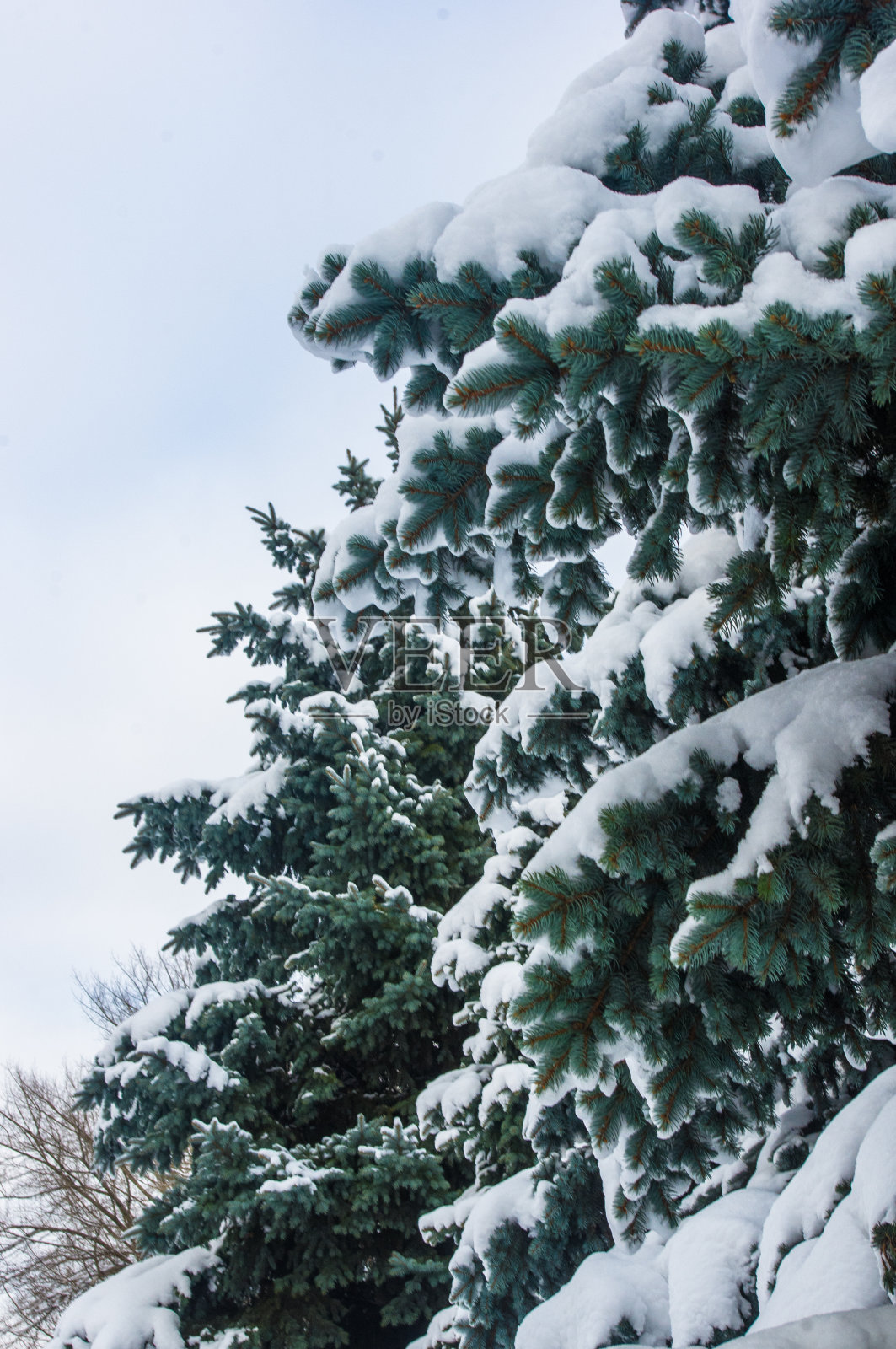绿色蓬松的冷杉树枝在雪中照片摄影图片