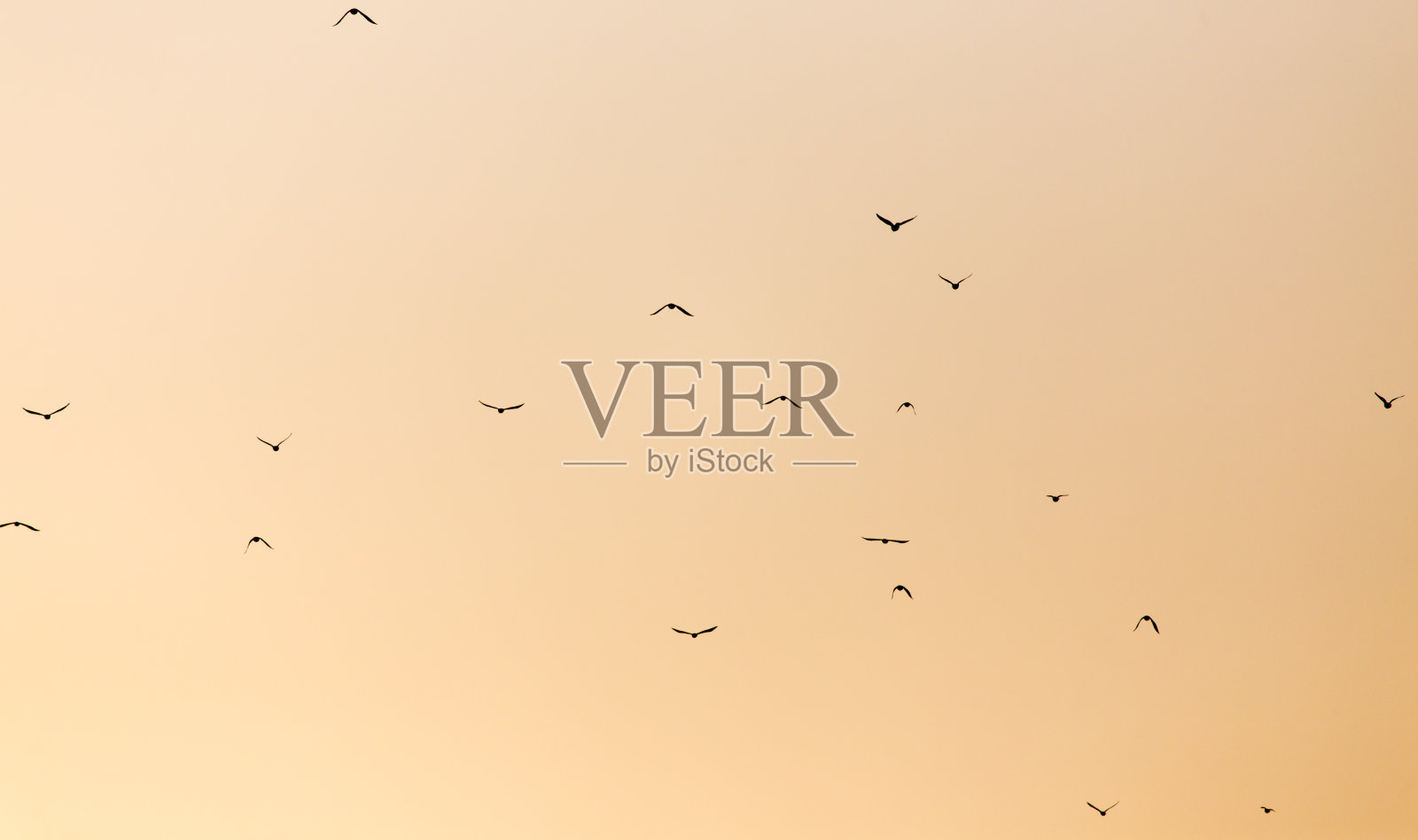 日落时的一群鸟照片摄影图片