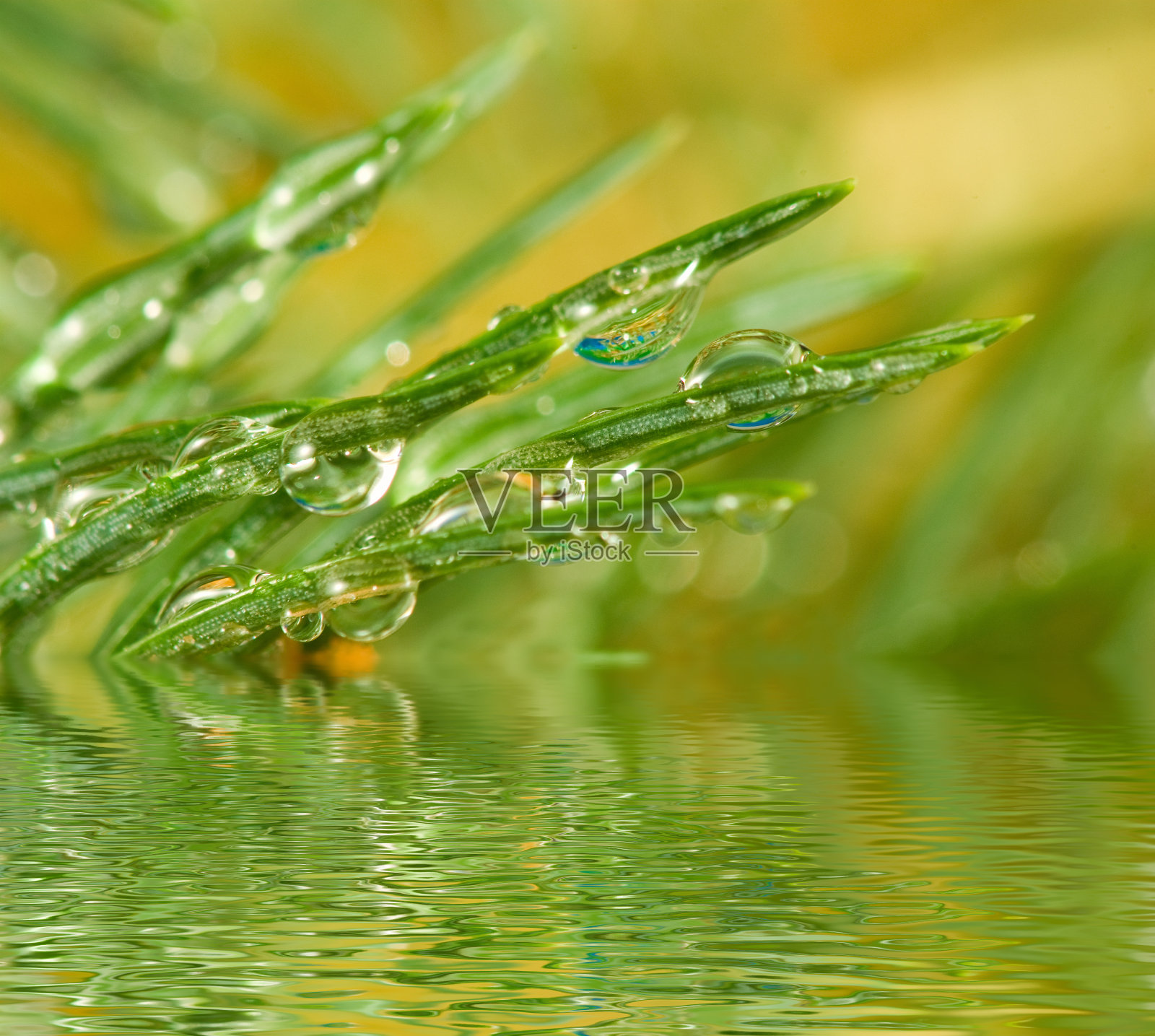 冷杉树枝上的水滴,照片摄影图片