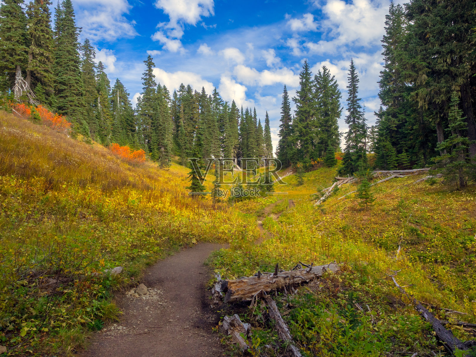 森林散步照片摄影图片