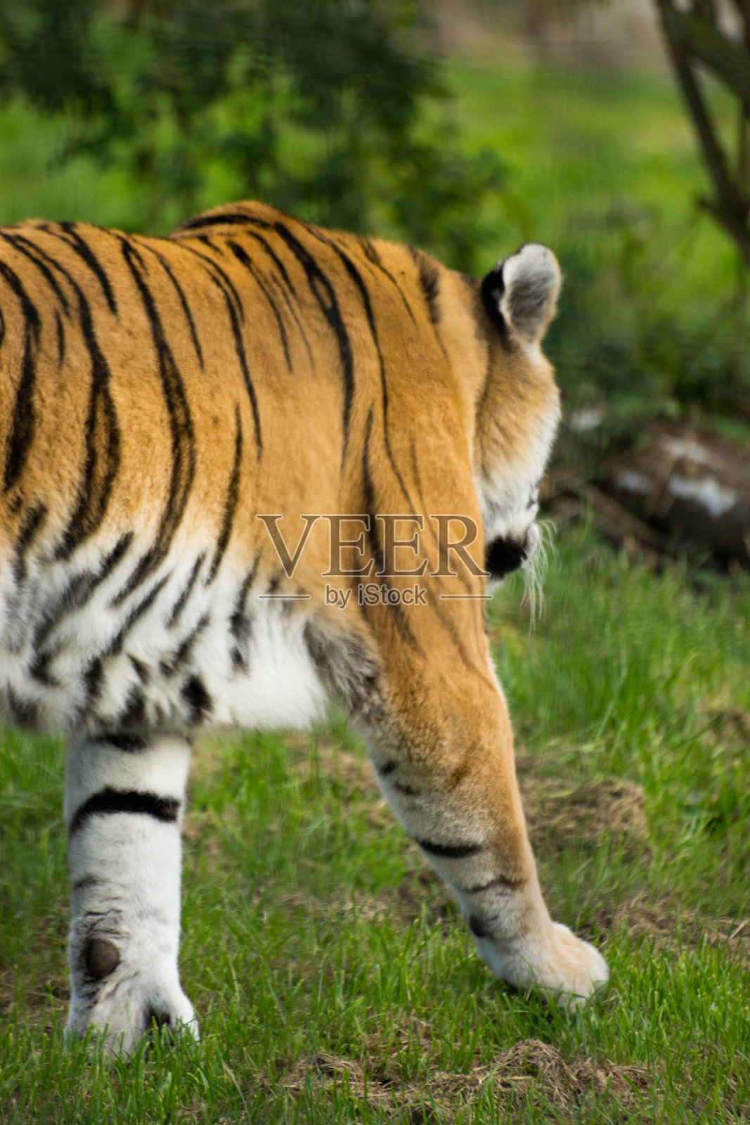 老虎一走了之照片摄影图片
