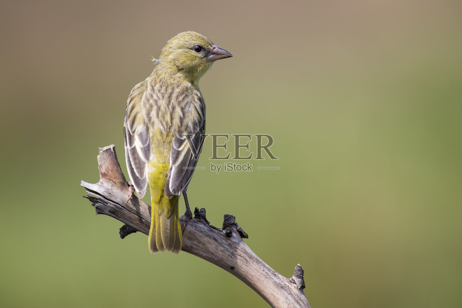 女织布工坐在栖木上等待着男织布工照片摄影图片