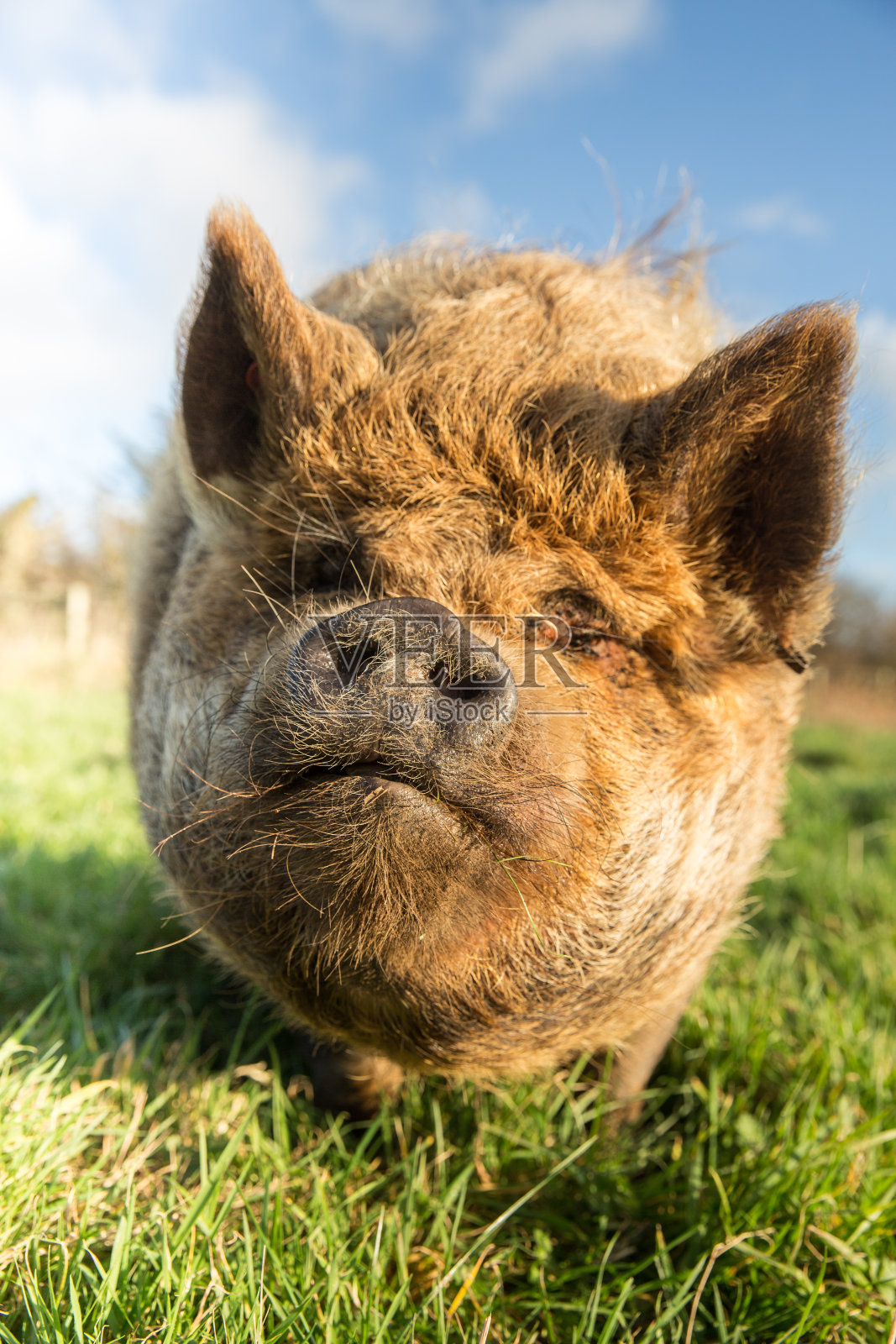 库尼库尼猪觅食和吃草照片摄影图片