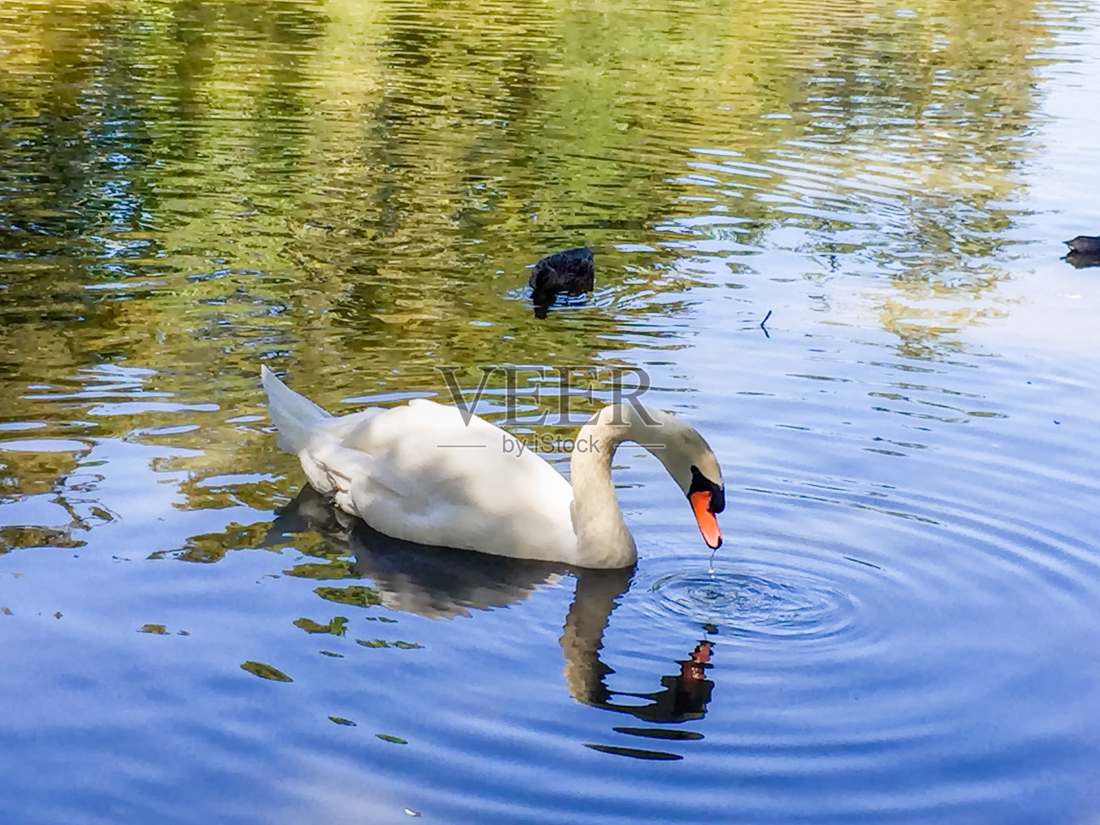 爱的天鹅照片摄影图片