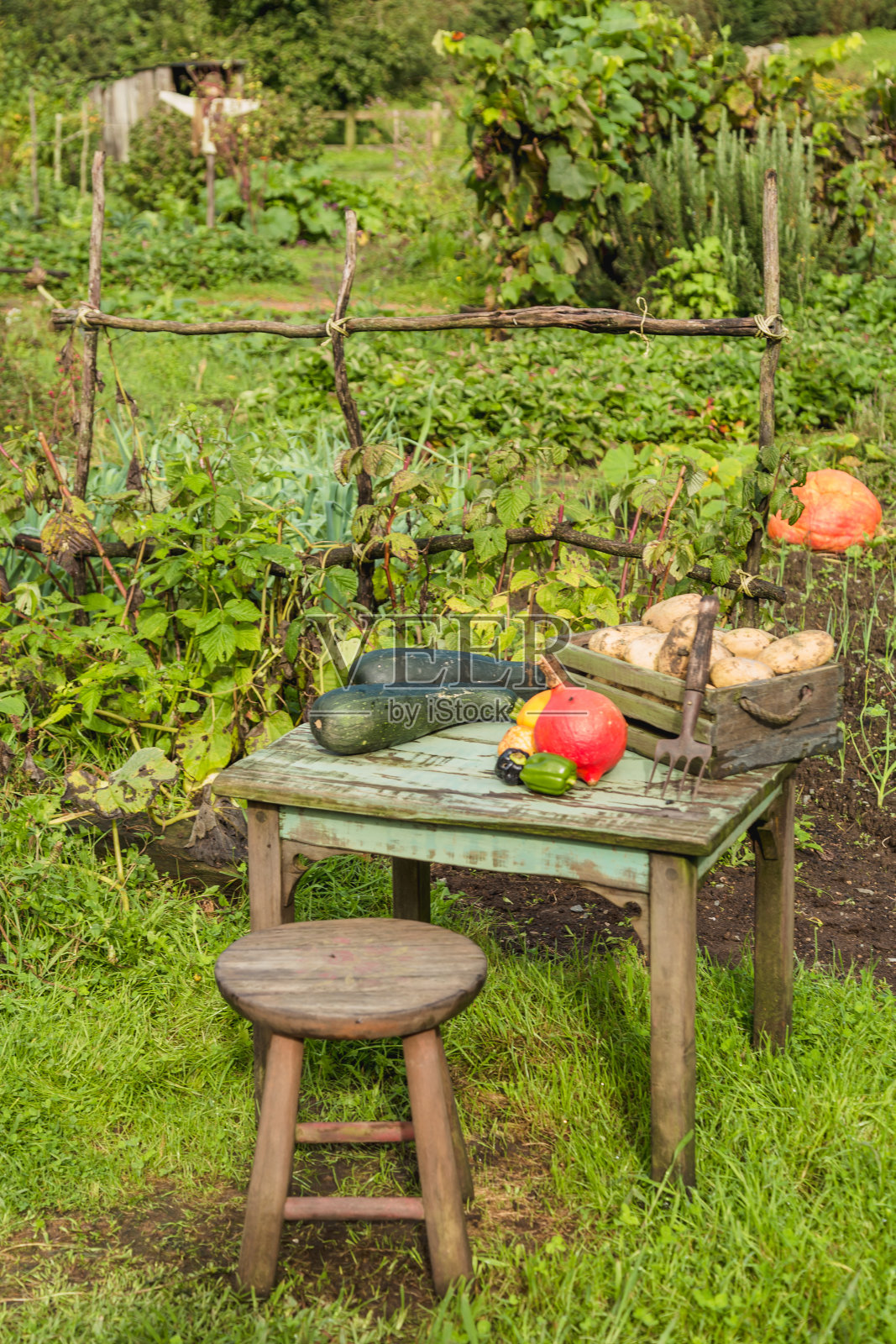 各种蔬菜在户外阳光下的静物生活照片摄影图片