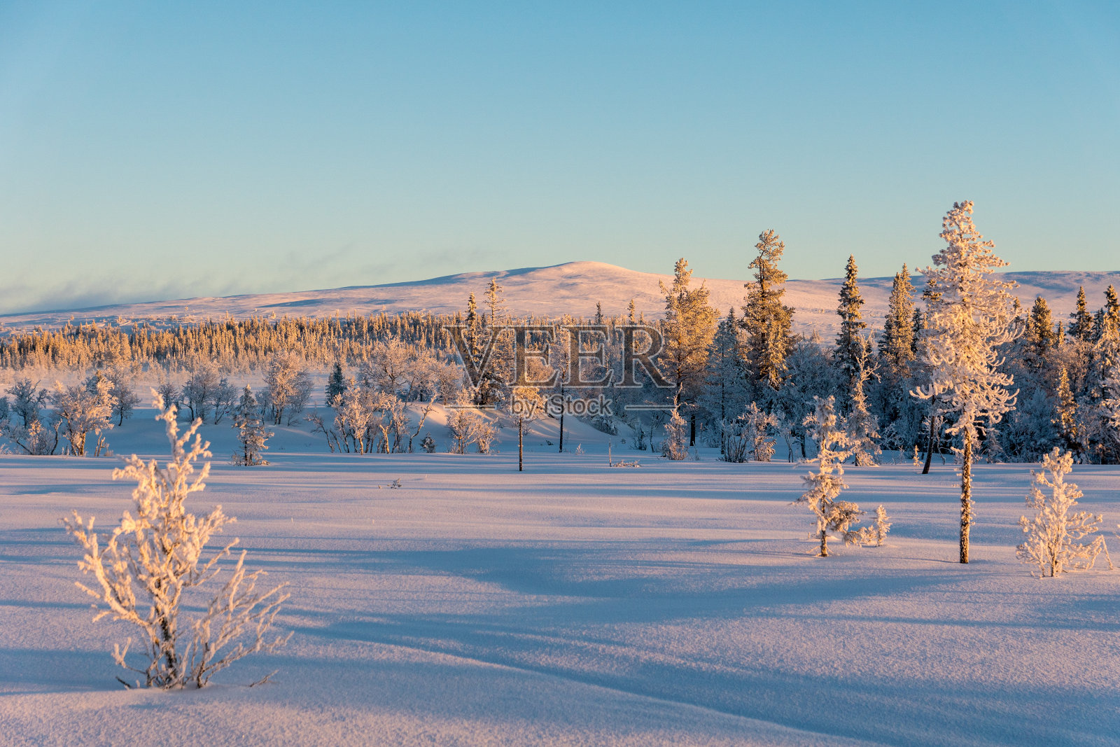 在美丽的阳光下,靠近林木线的瑞典山顶照片摄影图片