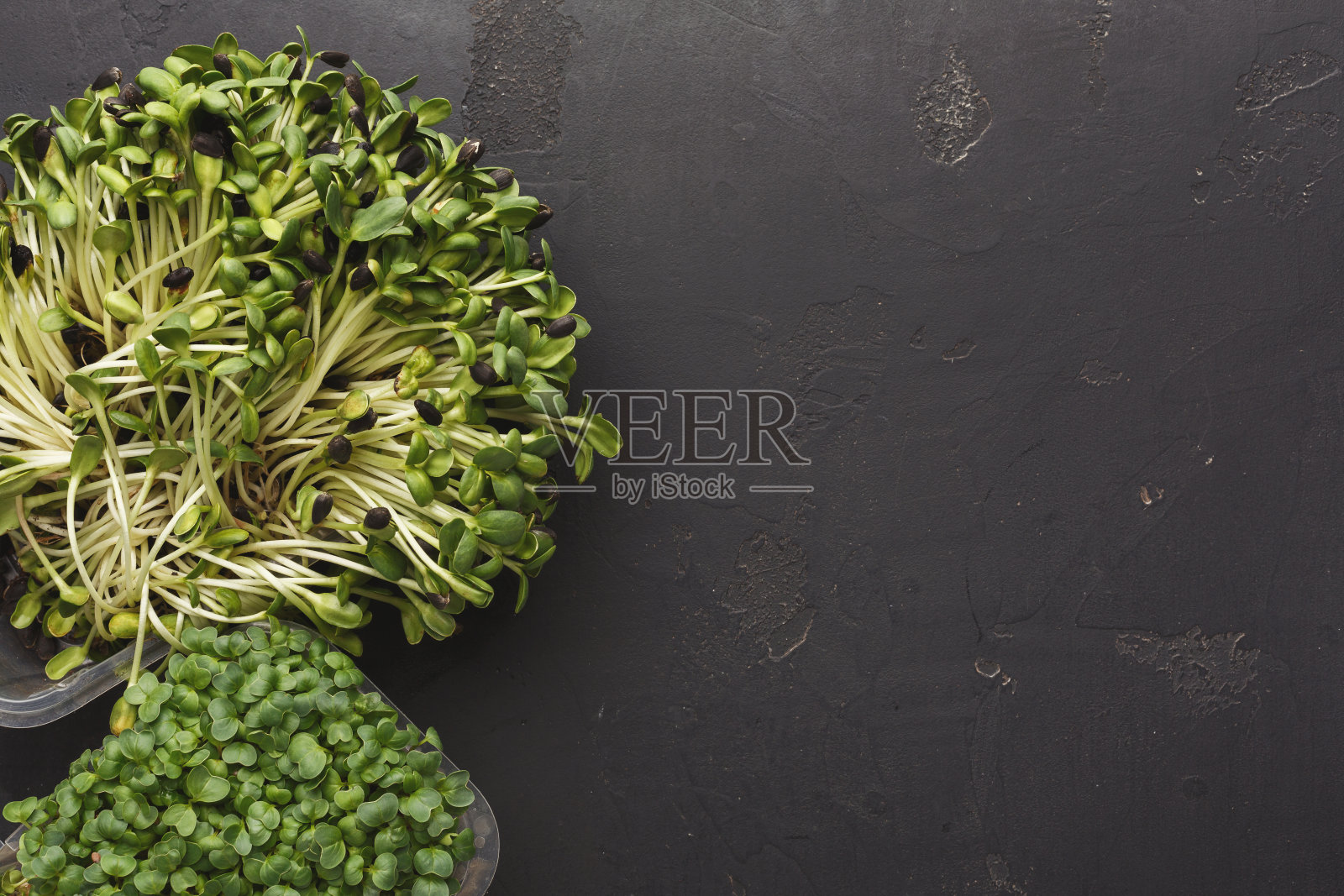 不同种类的微型绿色植物照片摄影图片