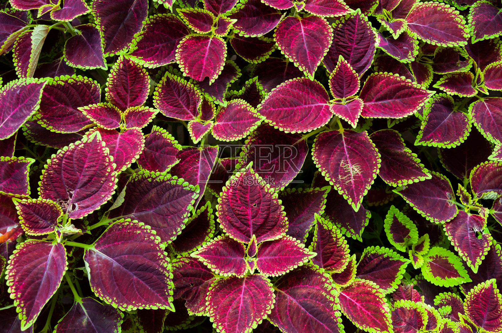 圣诞花卉背景照片摄影图片