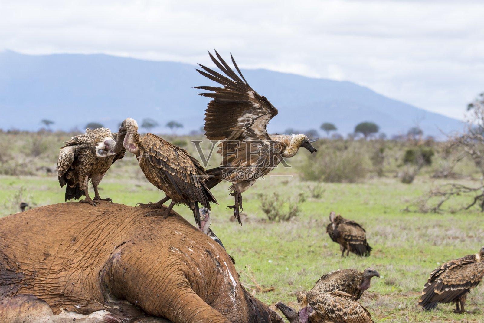 一群秃鹰扑向一头死去的大象照片摄影图片