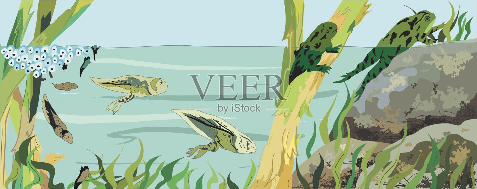 青蛙生命周期插画图片素材