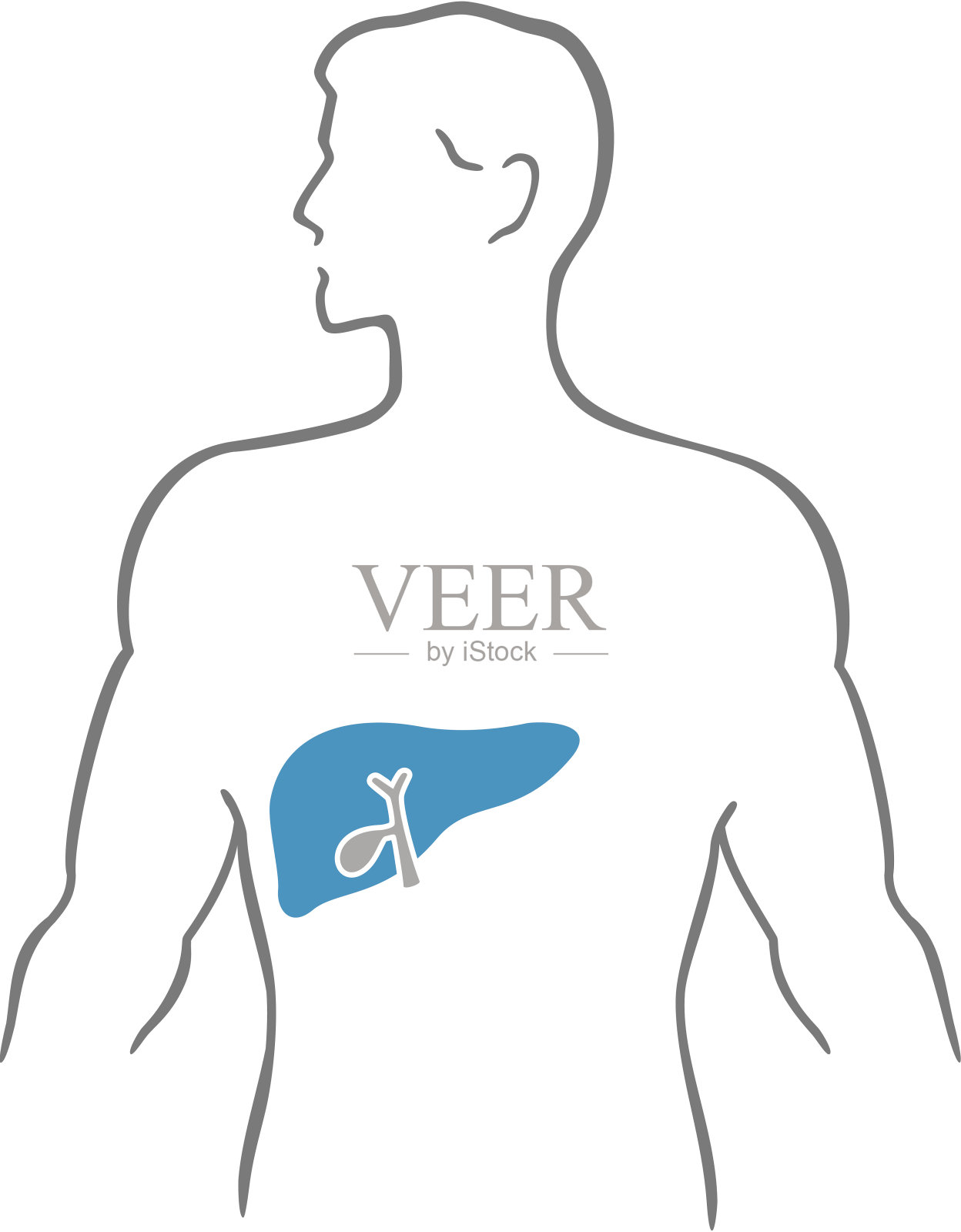 肝脏与人体插画图片素材