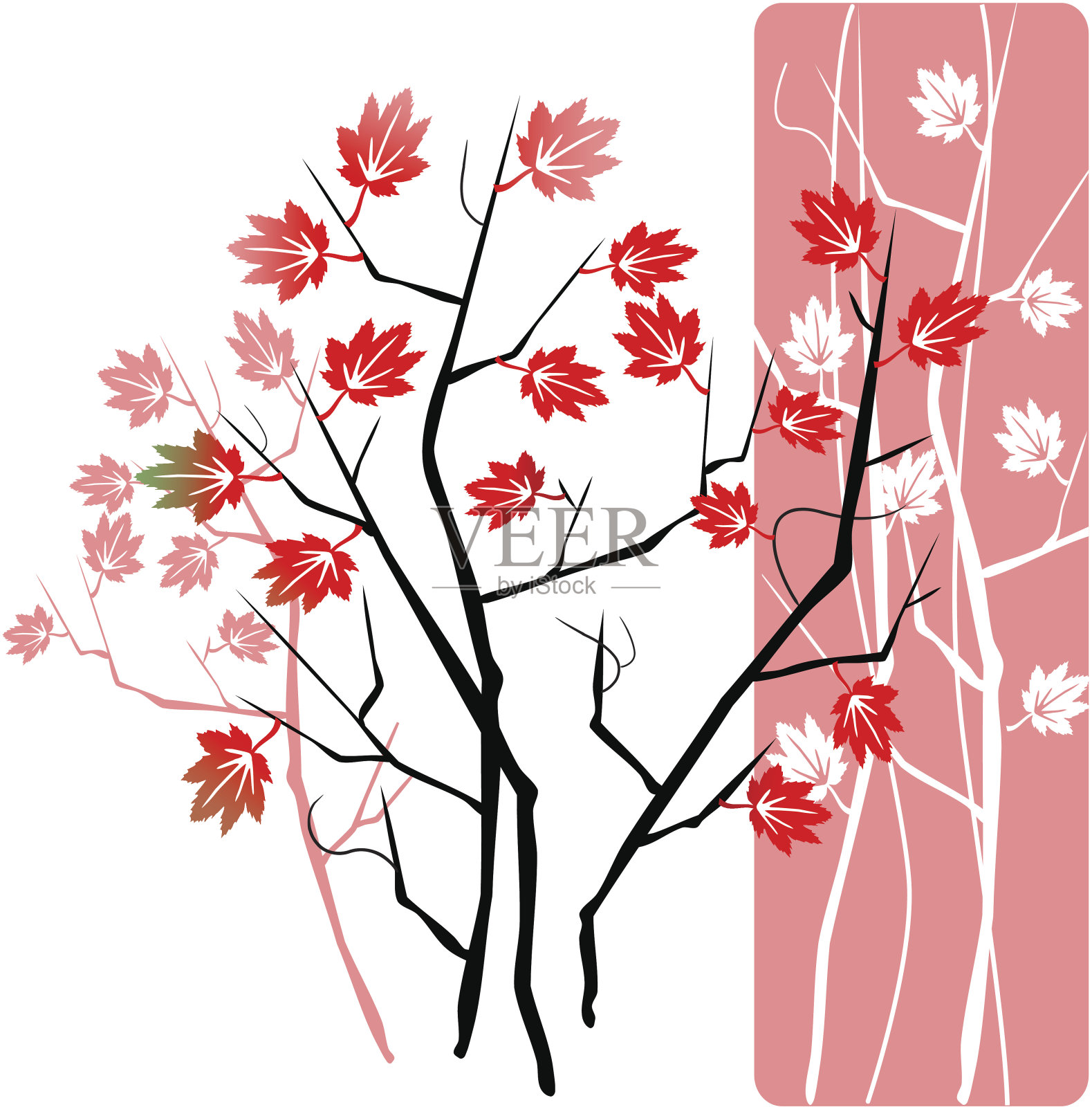 年轻的枫树插画图片素材