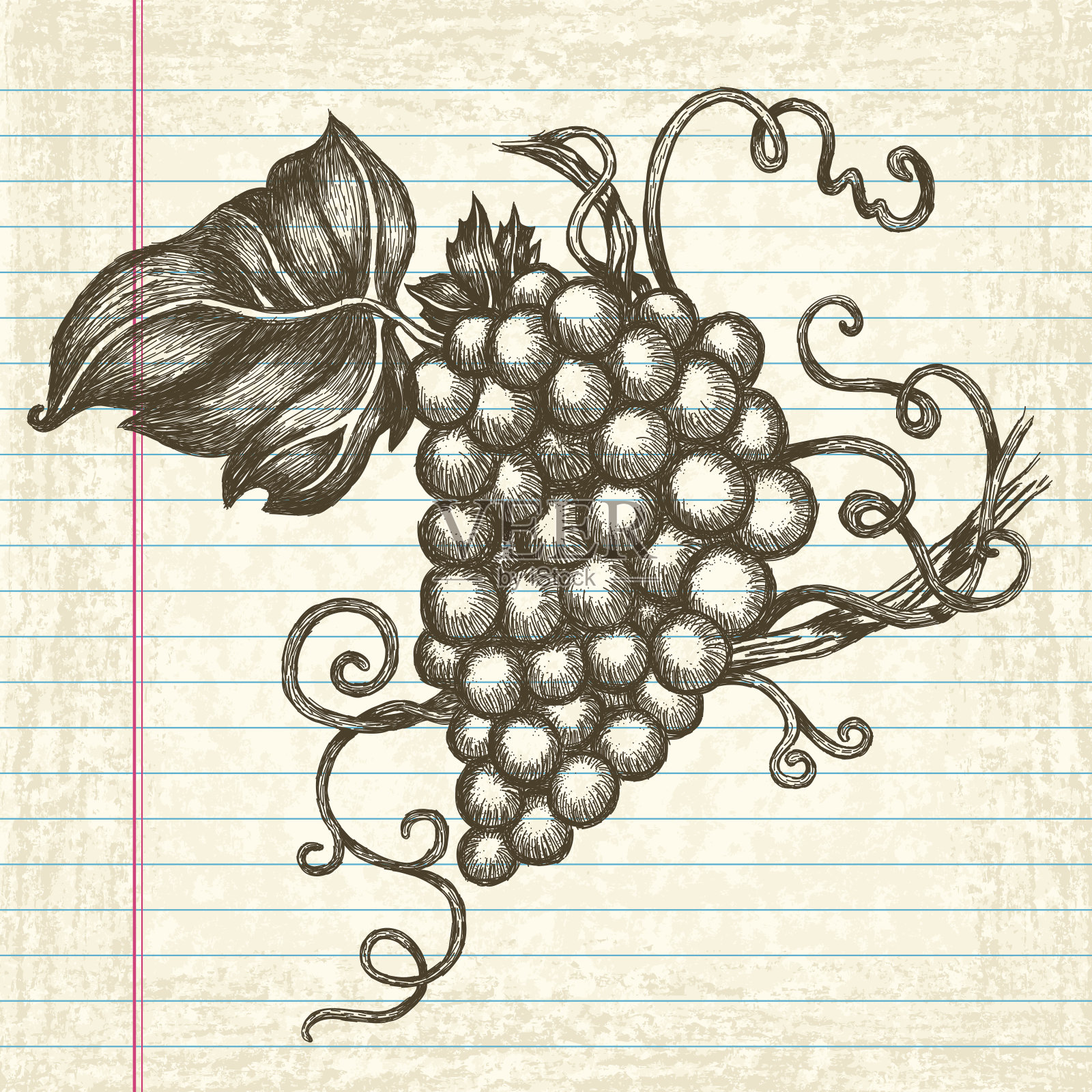 旧纸上手绘的葡萄插画图片素材