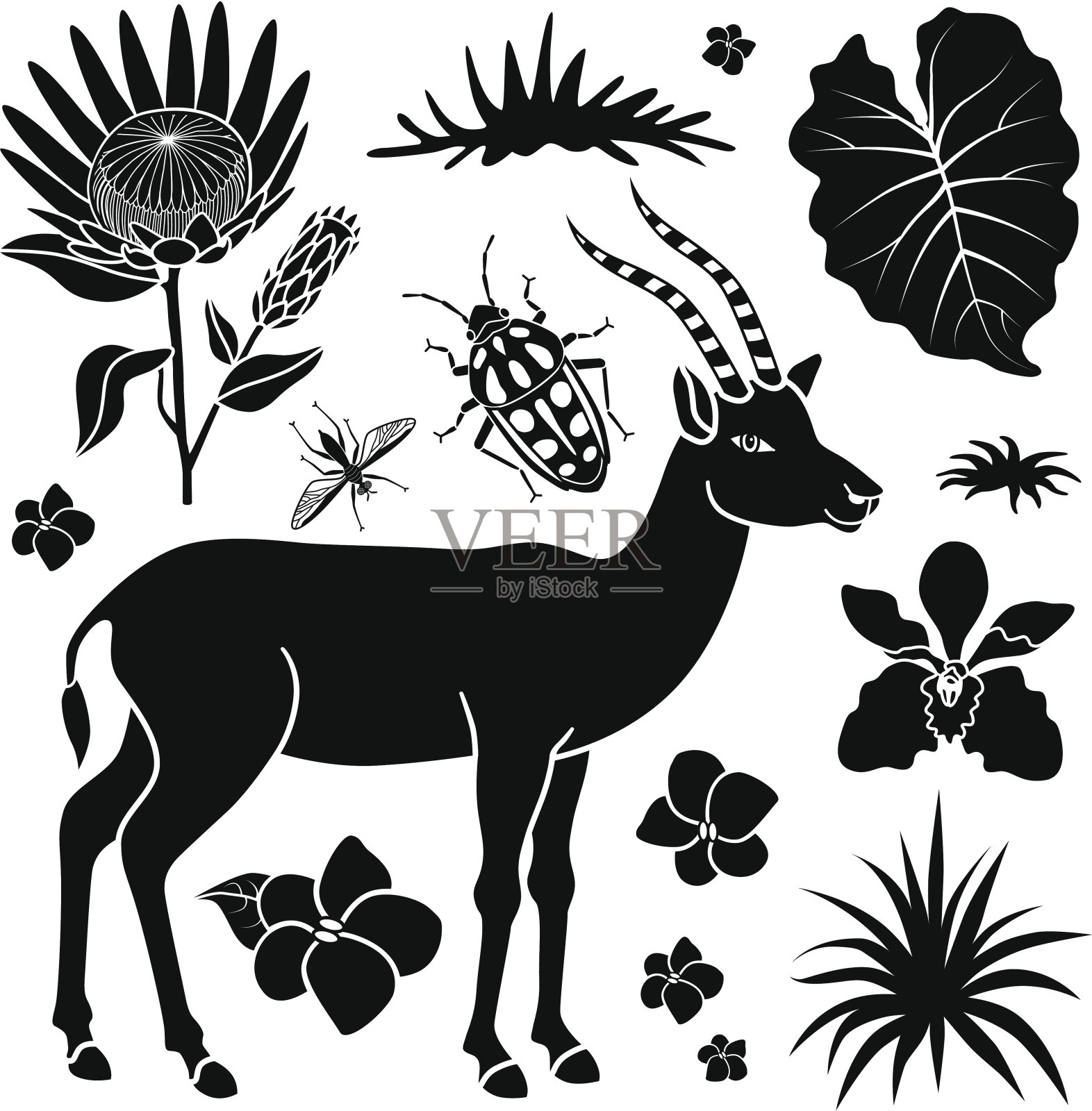 非洲动植物插画图片素材