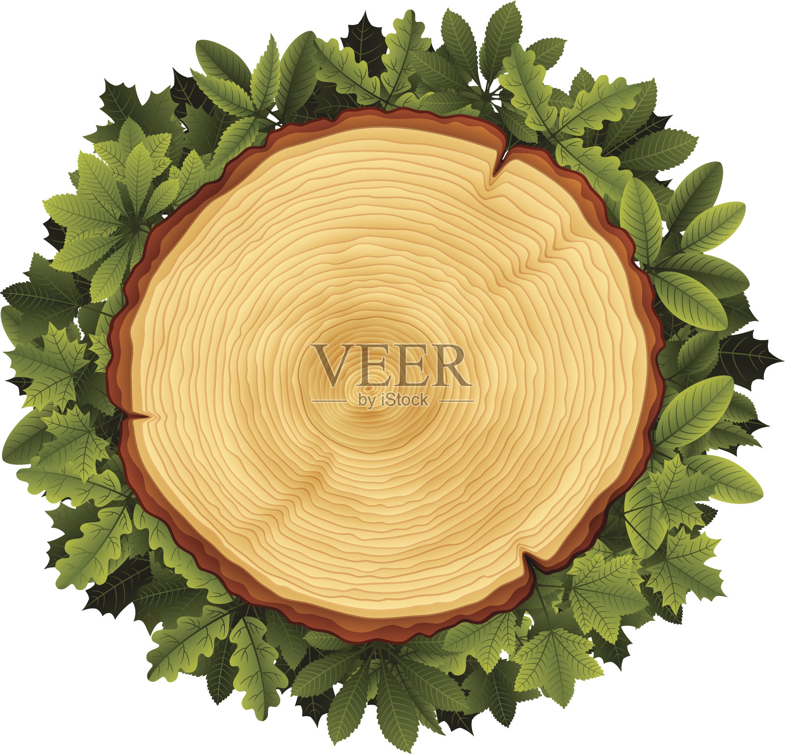 树横截面和树叶花环插画图片素材