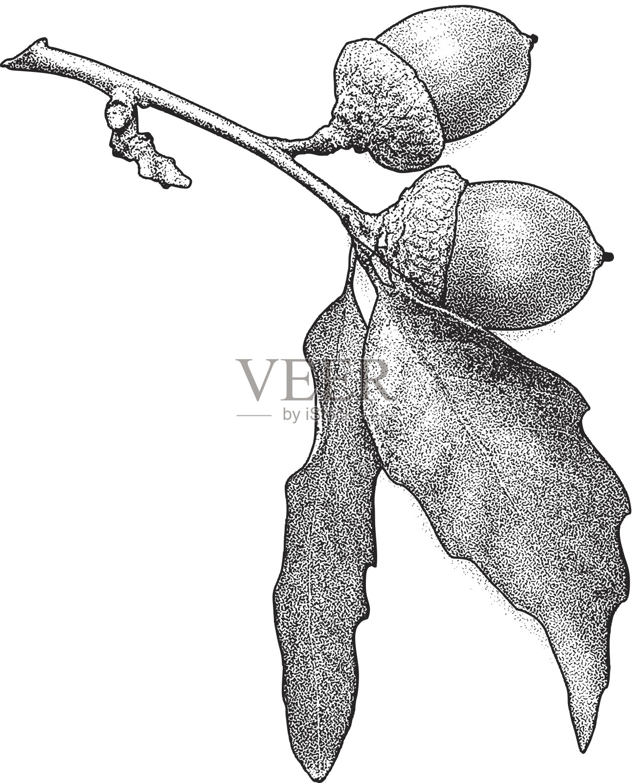 橡子和橡树叶插画图片素材
