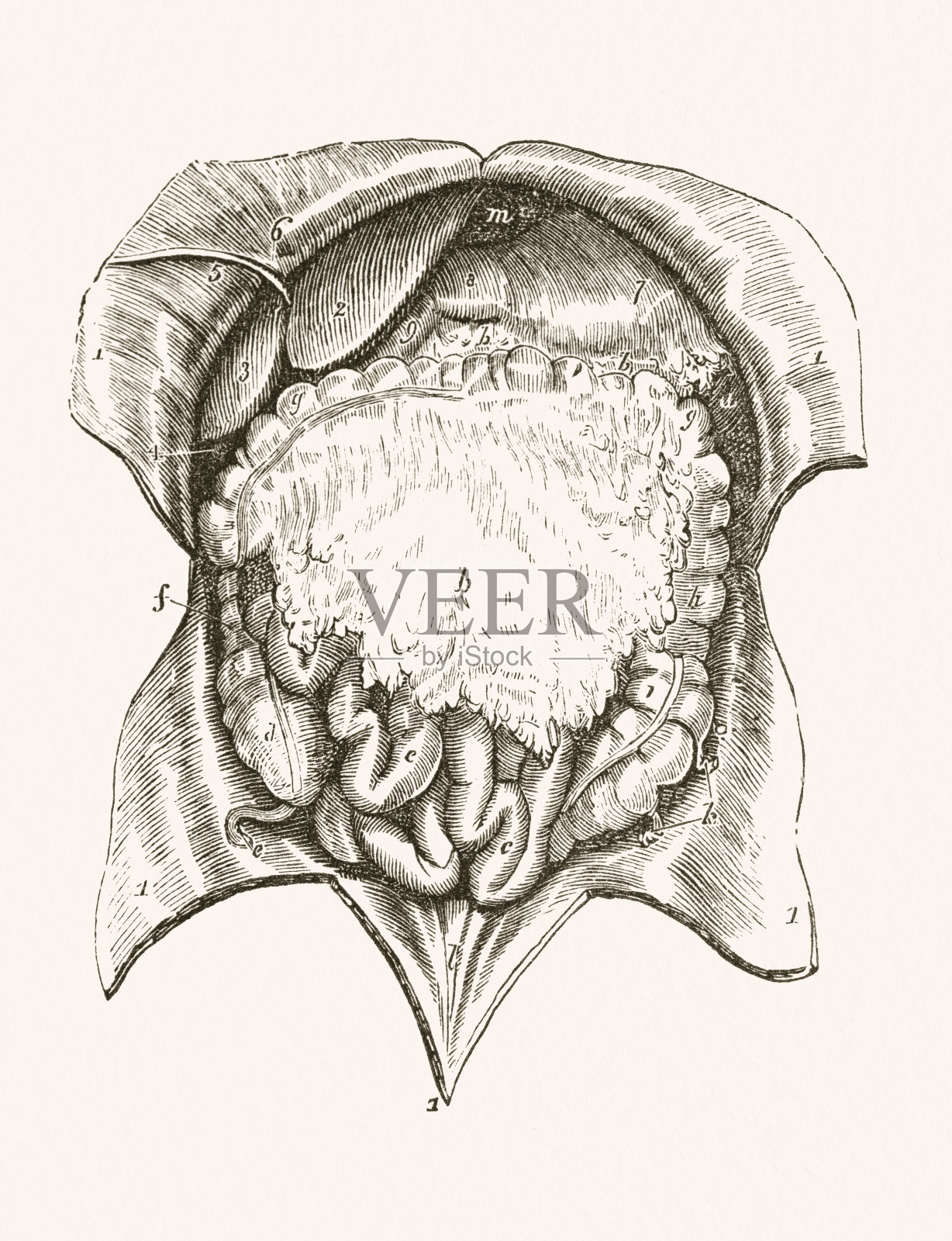 人类肠19世纪医学插图插画图片素材