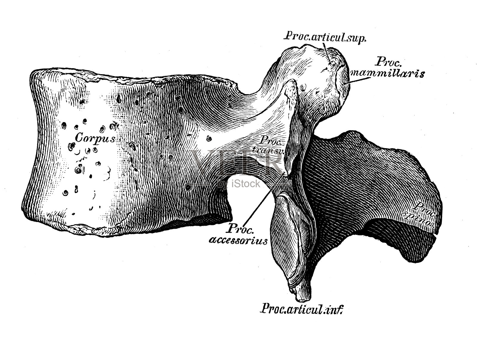 人体解剖学科学例证:腰椎插画图片素材