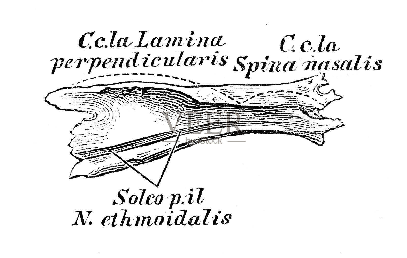 人体解剖学科学例证:鼻骨插画图片素材