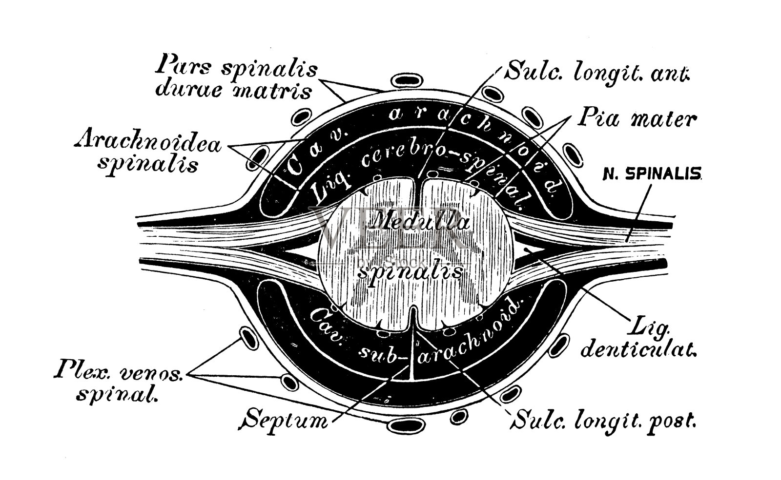 人体解剖学科学例证:髓质插画图片素材